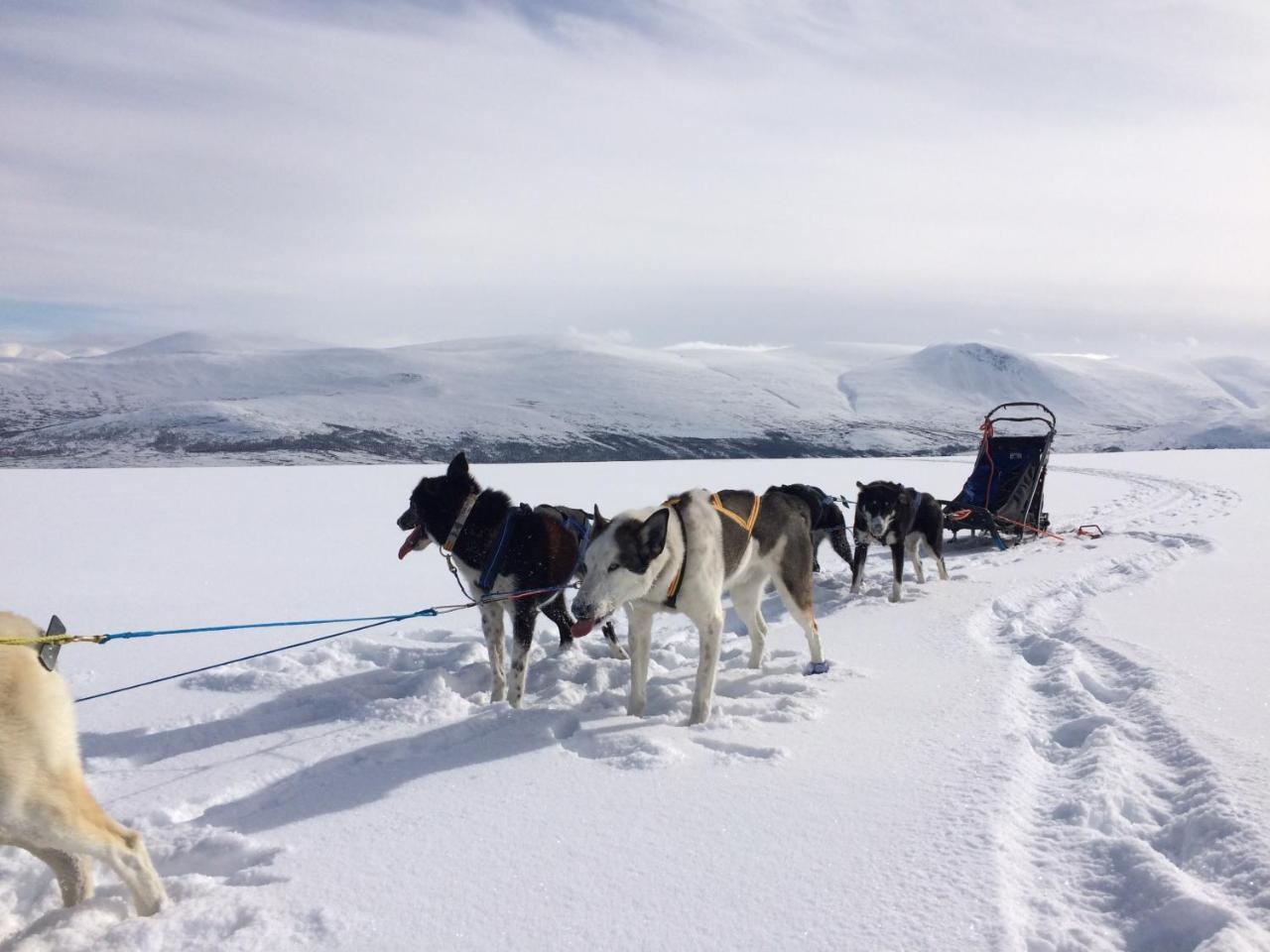 Jotunheimen Husky Lodge Randsverk Luaran gambar